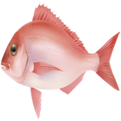 Fish species logo